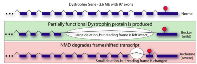 Simplified illustration of the implication of out-of-frame (severe disease) vs in-frame (mild disease) mutations (https://compbio.berkeley.edu/people/ed/rust/Dystrophin.html)