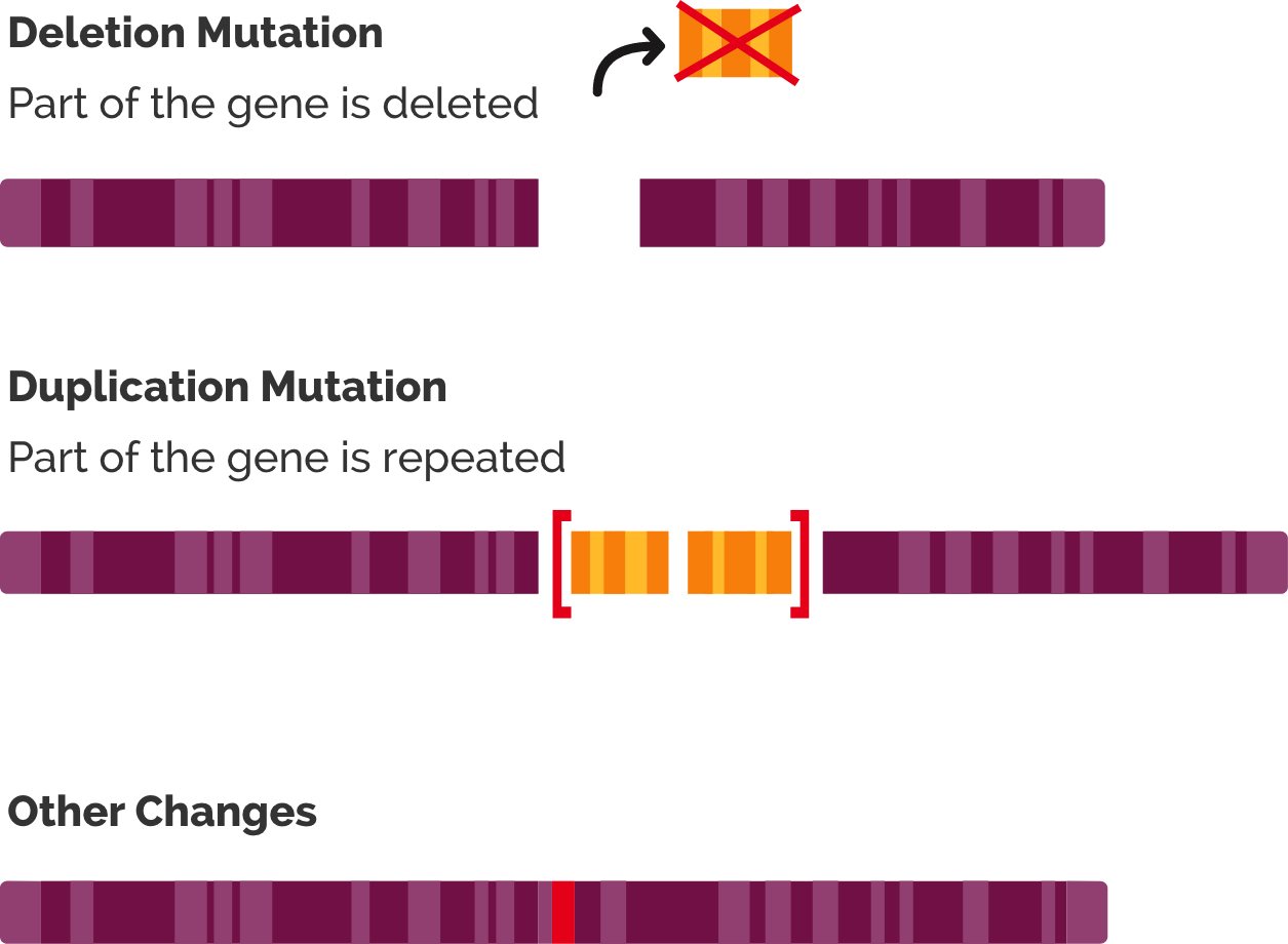 The Genetic Basis of Duchenne Muscular Dystrophy (DMD): For Healthcare Professionals | Duchenne.com