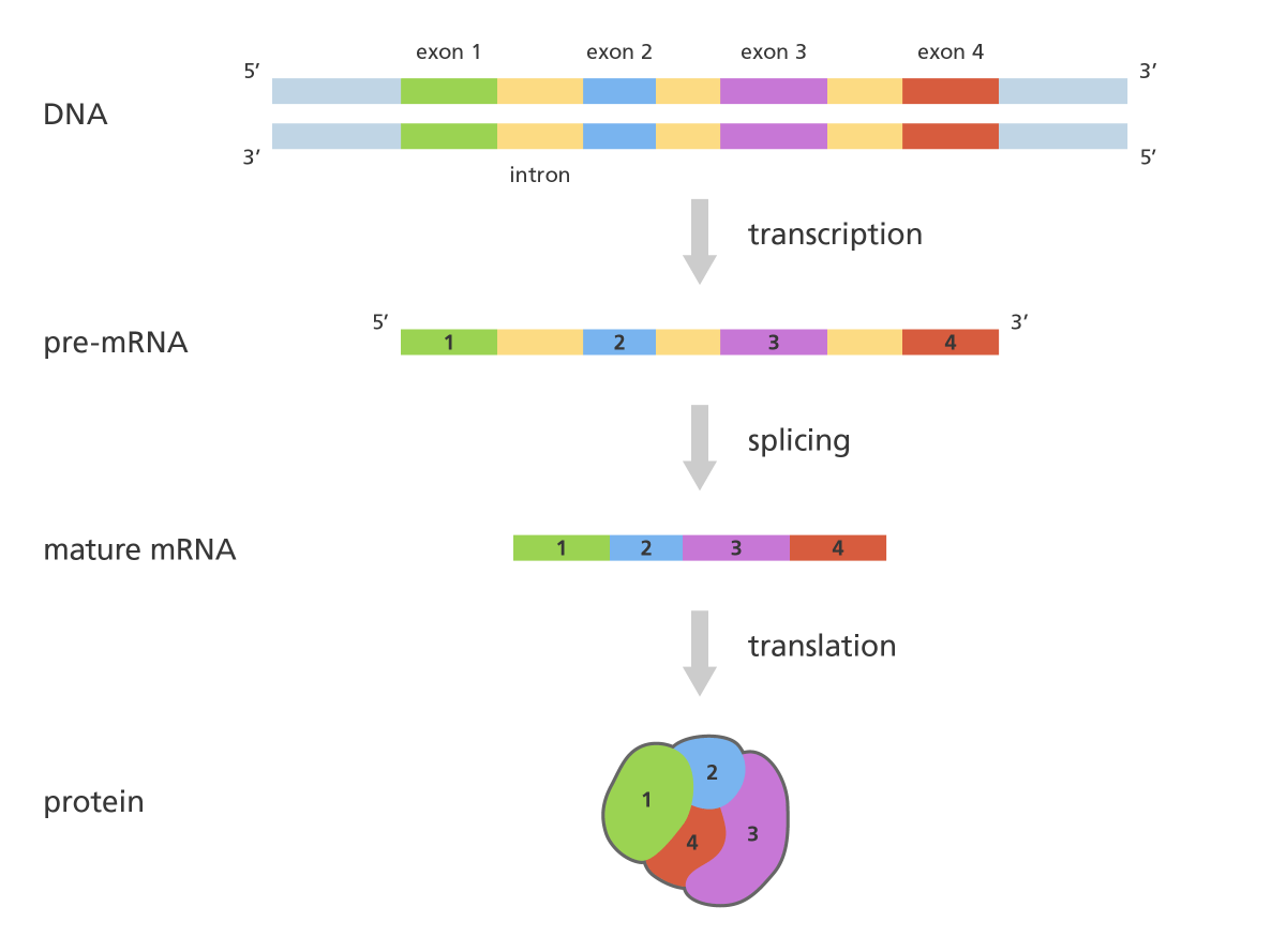 What is RNA splicing? - YourGenome