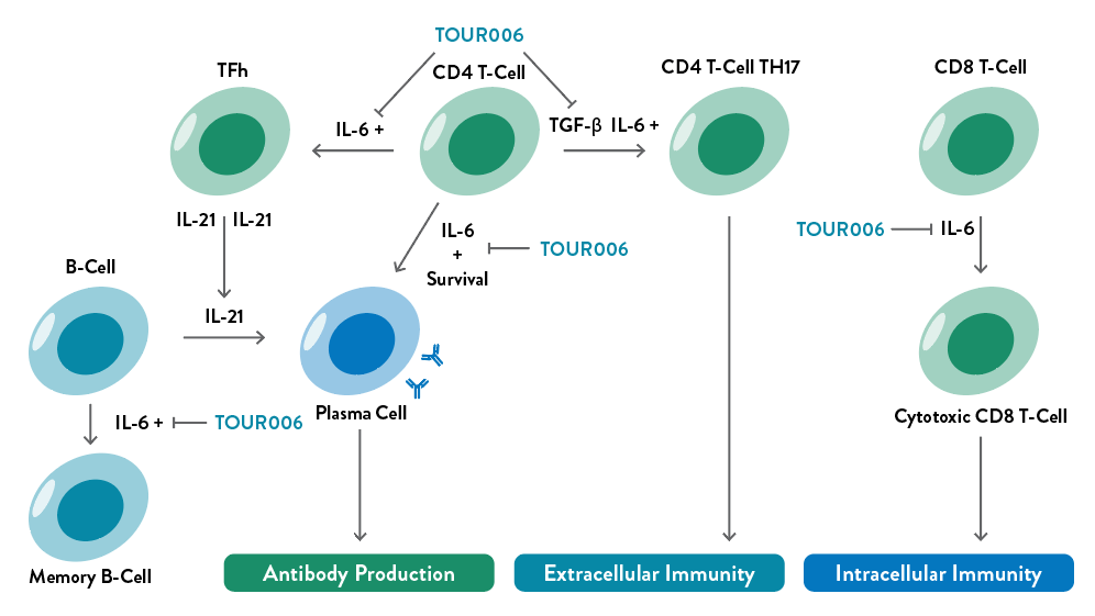 IL-6 Inhibition